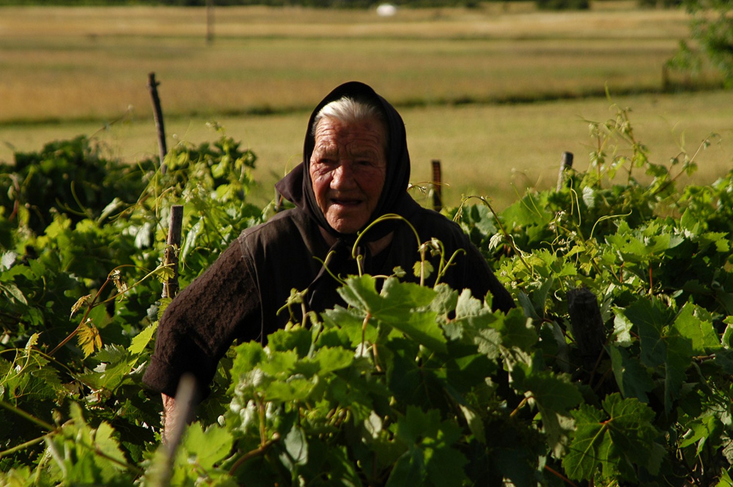 9. Majka u vinogradu